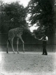 Girafe 